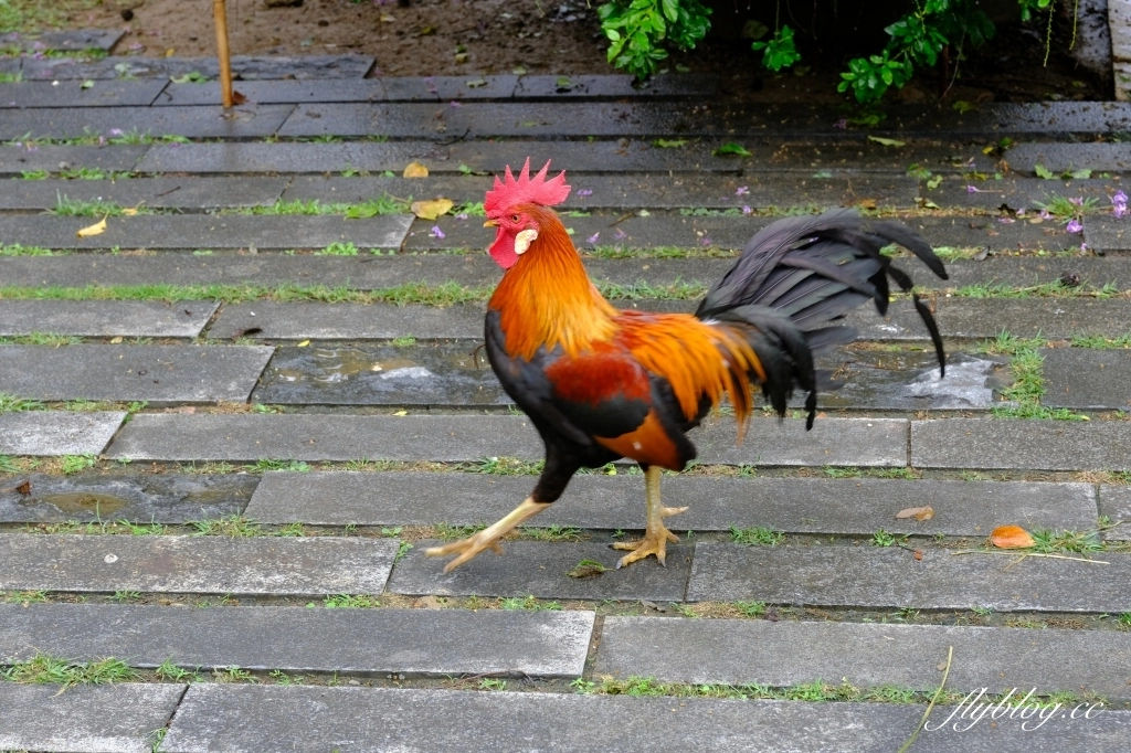 苗栗頭屋｜明德水庫日新島．電影魯水花的拍攝地，全台唯一的湖中島嶼 @飛天璇的口袋