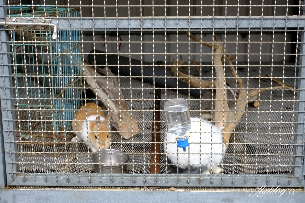 苗栗頭屋｜明德水庫日新島．電影魯水花的拍攝地，全台唯一的湖中島嶼 @飛天璇的口袋