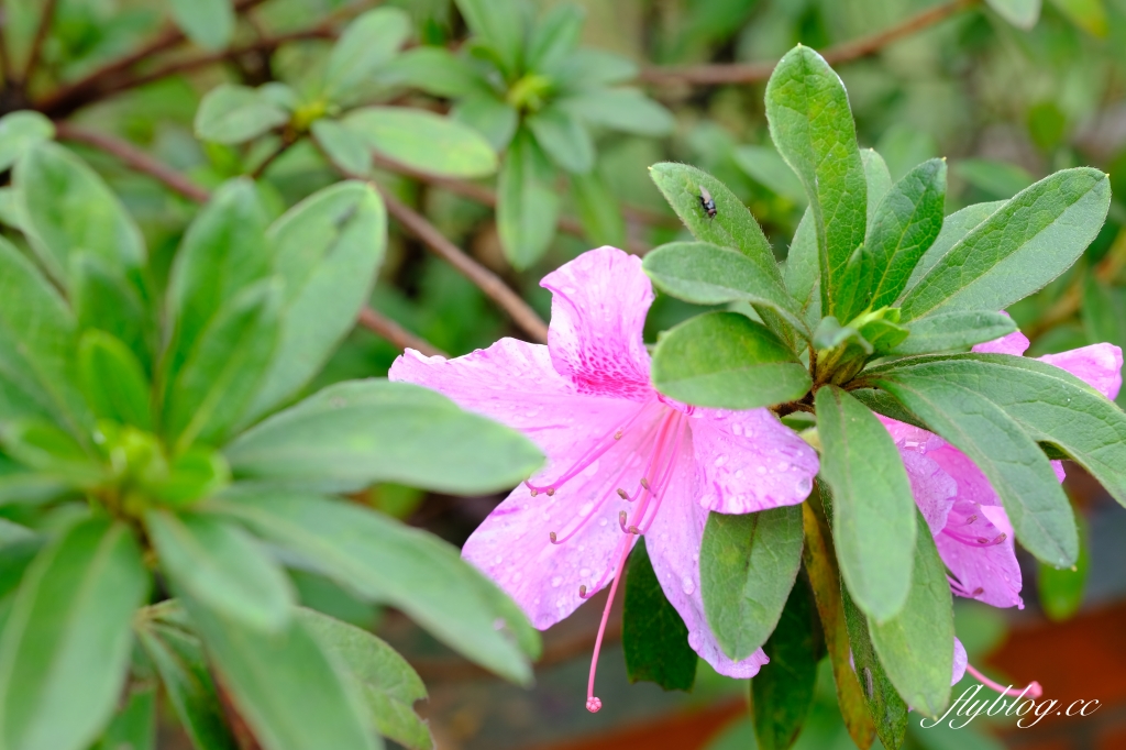 苗栗頭屋｜明德水庫日新島．電影魯水花的拍攝地，全台唯一的湖中島嶼 @飛天璇的口袋