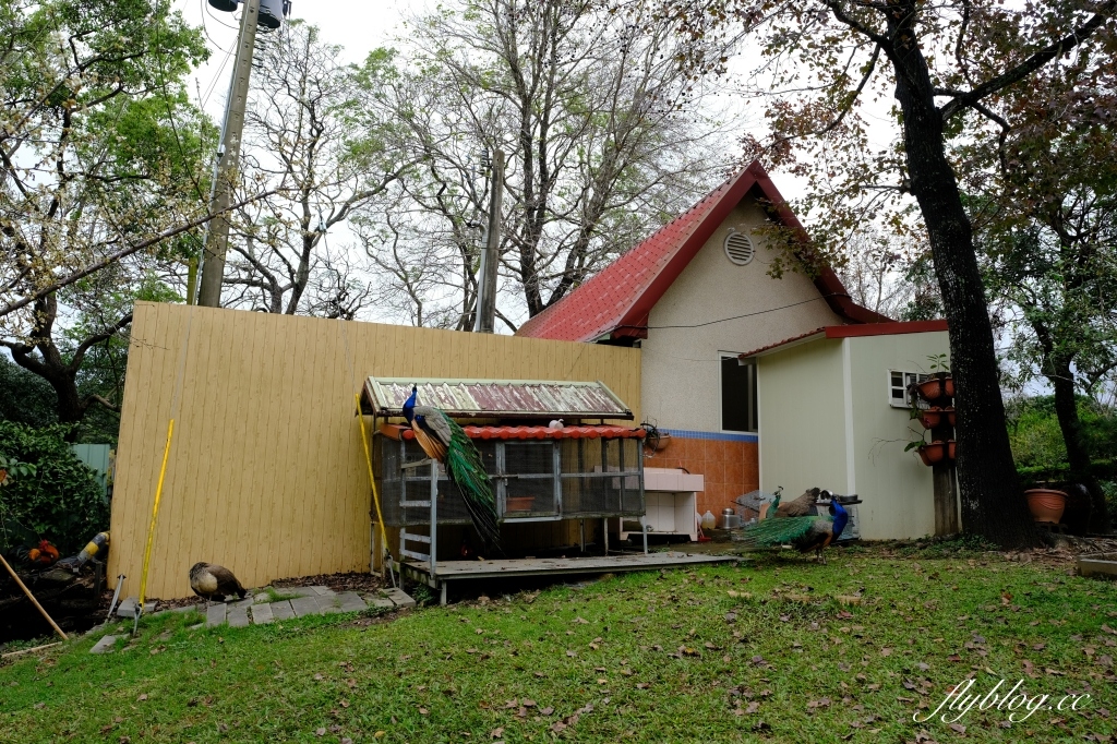 苗栗頭屋｜明德水庫日新島．電影魯水花的拍攝地，全台唯一的湖中島嶼 @飛天璇的口袋