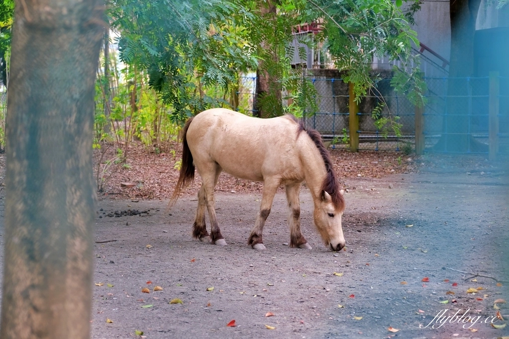 溪州公園｜2023花在彰化，進入愛麗絲夢遊仙境的童話世界 @飛天璇的口袋