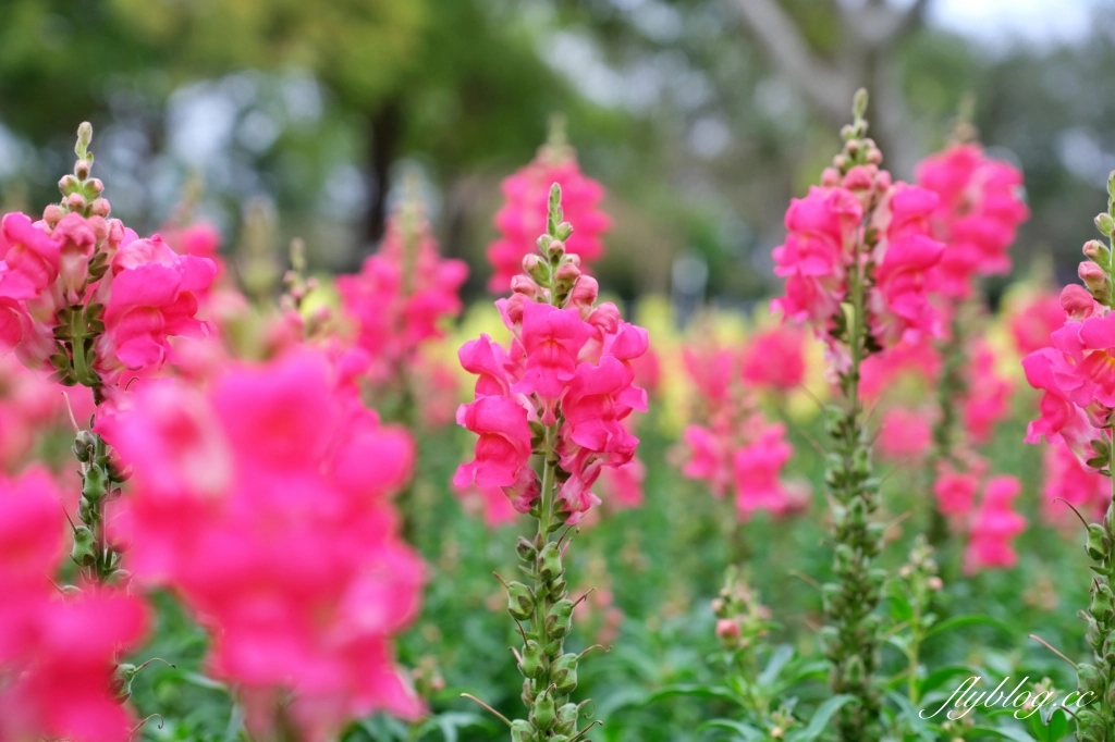 【彰化溪洲】溪州公園~2022花在彰化，樂遊農園2/1~2/13登場，還有免費送小燈籠 @飛天璇的口袋