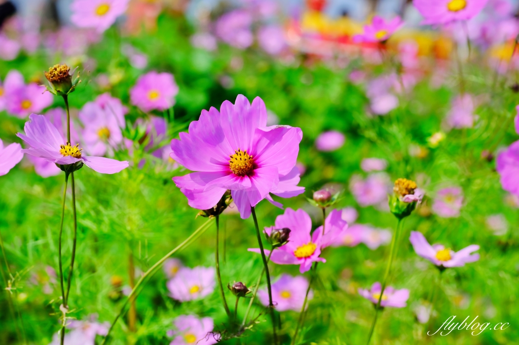 【南投旅遊】2022南投燈會，可愛的嘟嘟小火車，穿梭浪漫南投花海，期間限定無人機煙火秀 @飛天璇的口袋