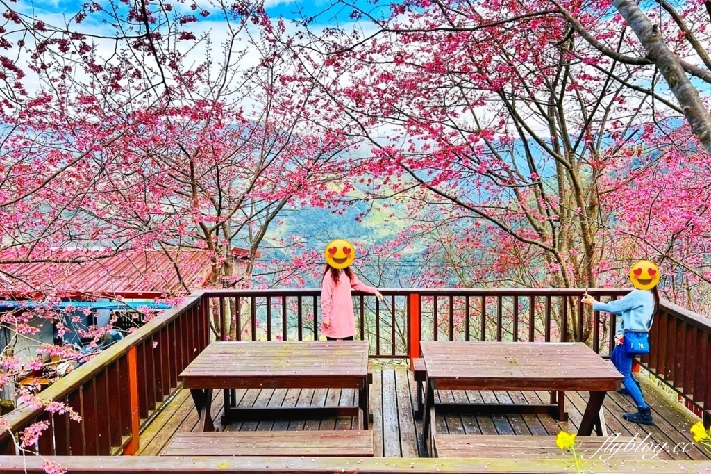 新竹尖石｜財伯觀光果園．櫻花季進入盛開期，新竹尖石免費賞櫻景點，前往司馬庫斯必經之路 @飛天璇的口袋