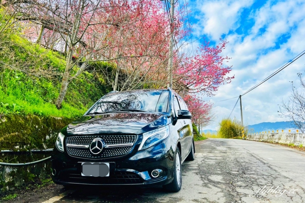 新竹尖石｜財伯觀光果園．櫻花季進入盛開期，新竹尖石免費賞櫻景點，前往司馬庫斯必經之路 @飛天璇的口袋