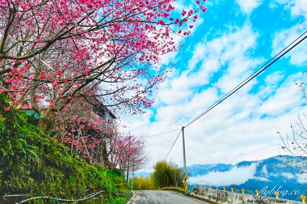 新竹尖石｜財伯觀光果園．櫻花季進入盛開期，新竹尖石免費賞櫻景點，前往司馬庫斯必經之路 @飛天璇的口袋