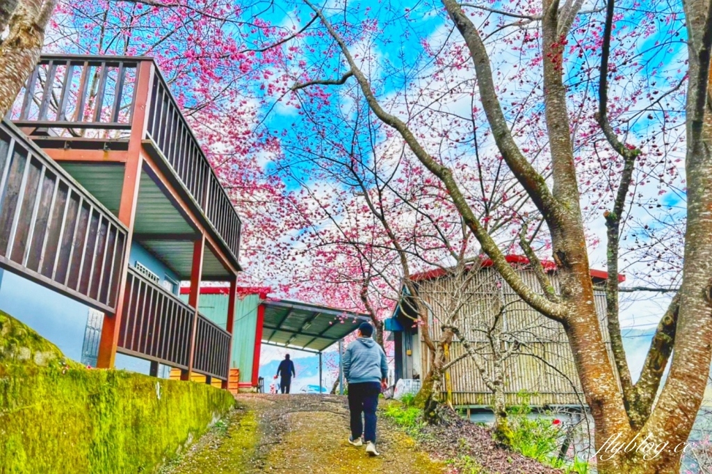 新竹尖石｜財伯觀光果園．櫻花季進入盛開期，新竹尖石免費賞櫻景點，前往司馬庫斯必經之路 @飛天璇的口袋