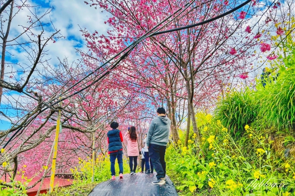 新竹尖石｜財伯觀光果園．櫻花季進入盛開期，新竹尖石免費賞櫻景點，前往司馬庫斯必經之路 @飛天璇的口袋
