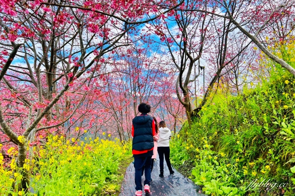新竹尖石｜財伯觀光果園．櫻花季進入盛開期，新竹尖石免費賞櫻景點，前往司馬庫斯必經之路 @飛天璇的口袋