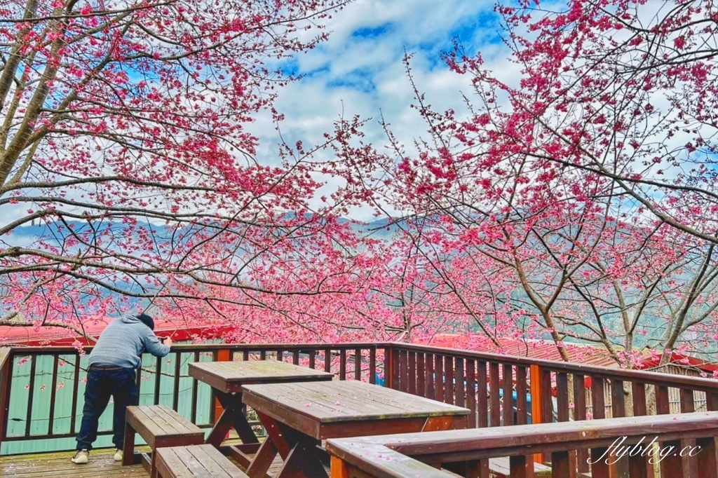 新竹尖石｜財伯觀光果園．櫻花季進入盛開期，新竹尖石免費賞櫻景點，前往司馬庫斯必經之路 @飛天璇的口袋
