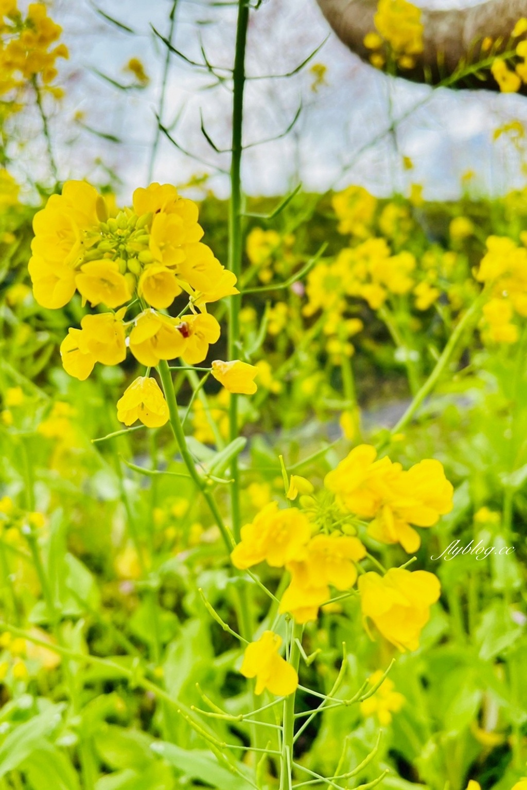 新竹尖石｜財伯觀光果園．櫻花季進入盛開期，新竹尖石免費賞櫻景點，前往司馬庫斯必經之路 @飛天璇的口袋