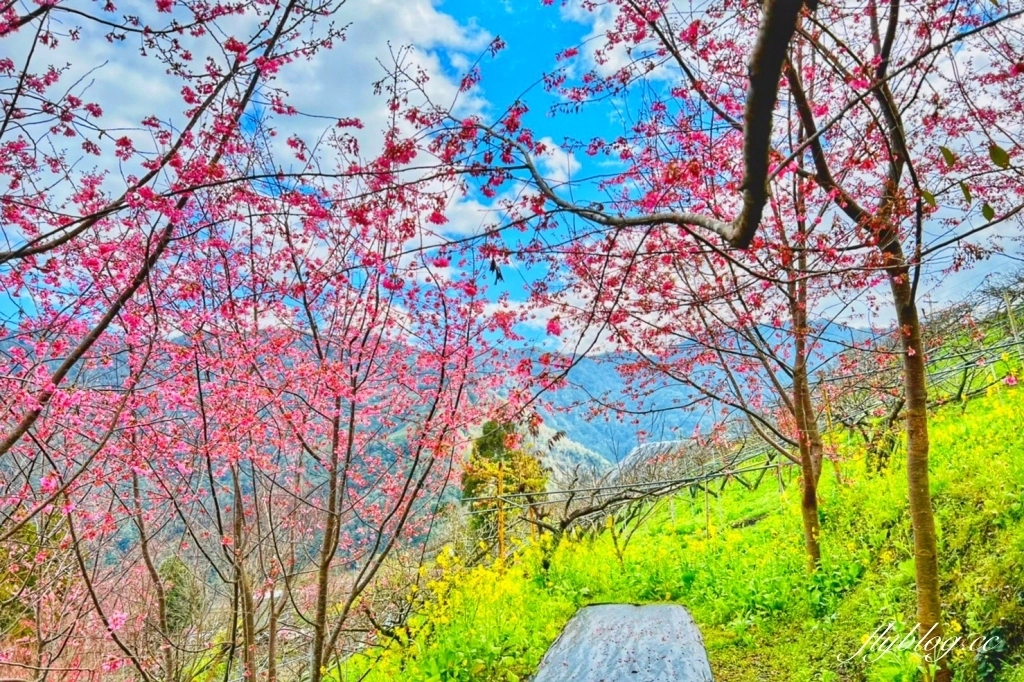 新竹尖石｜財伯觀光果園．櫻花季進入盛開期，新竹尖石免費賞櫻景點，前往司馬庫斯必經之路 @飛天璇的口袋