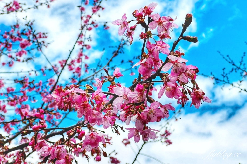 新竹尖石｜財伯觀光果園．櫻花季進入盛開期，新竹尖石免費賞櫻景點，前往司馬庫斯必經之路 @飛天璇的口袋