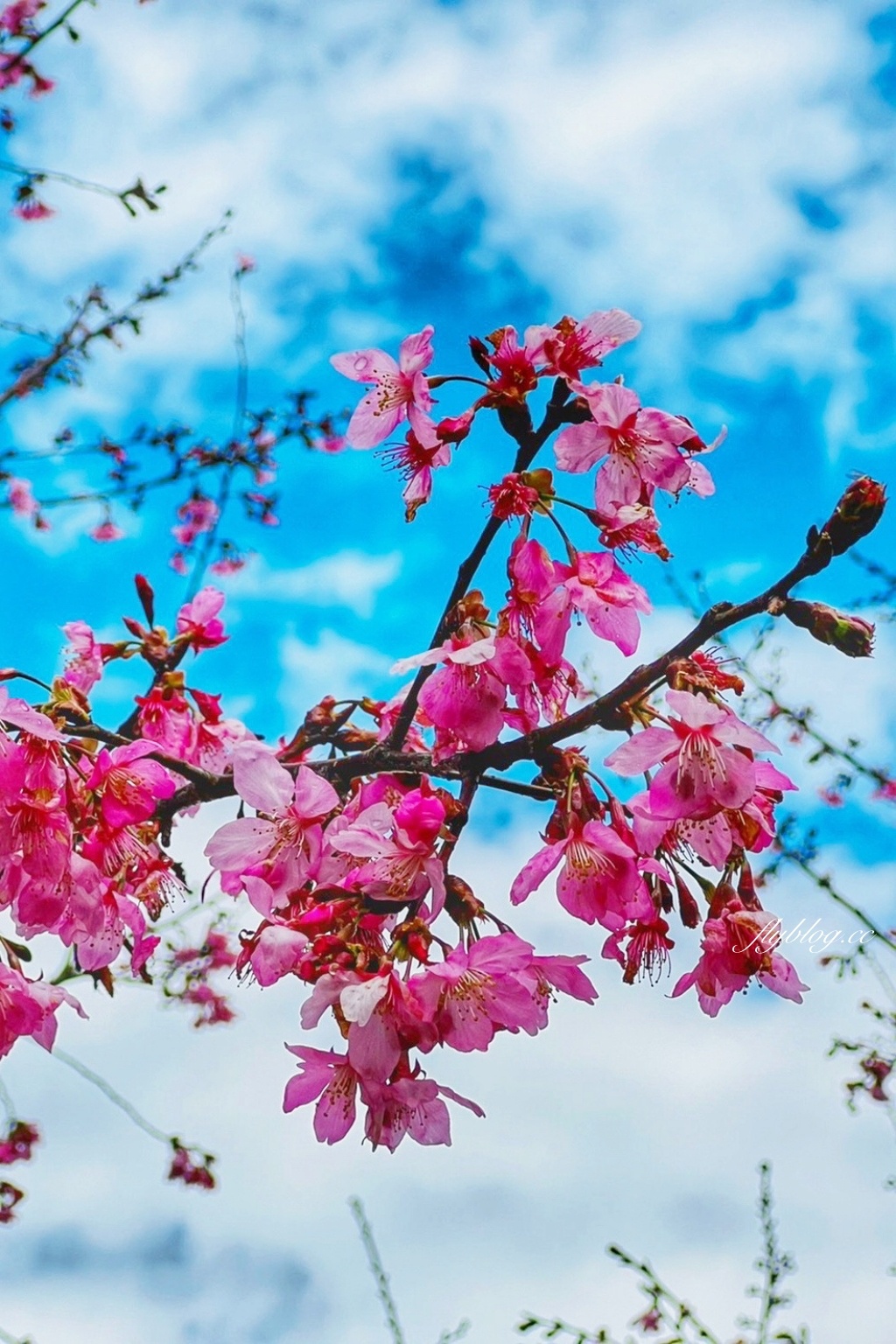 新竹尖石｜財伯觀光果園．櫻花季進入盛開期，新竹尖石免費賞櫻景點，前往司馬庫斯必經之路 @飛天璇的口袋