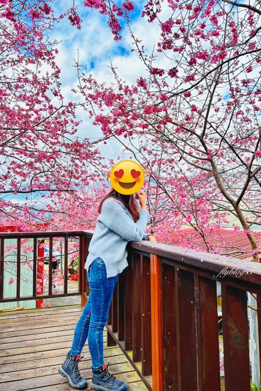 新竹尖石｜財伯觀光果園．櫻花季進入盛開期，新竹尖石免費賞櫻景點，前往司馬庫斯必經之路 @飛天璇的口袋