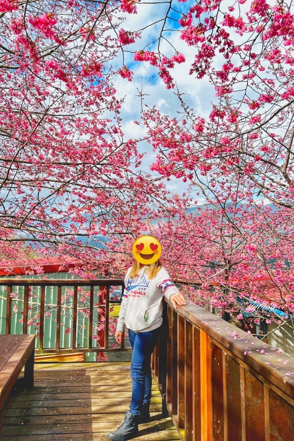 新竹尖石｜財伯觀光果園．櫻花季進入盛開期，新竹尖石免費賞櫻景點，前往司馬庫斯必經之路 @飛天璇的口袋