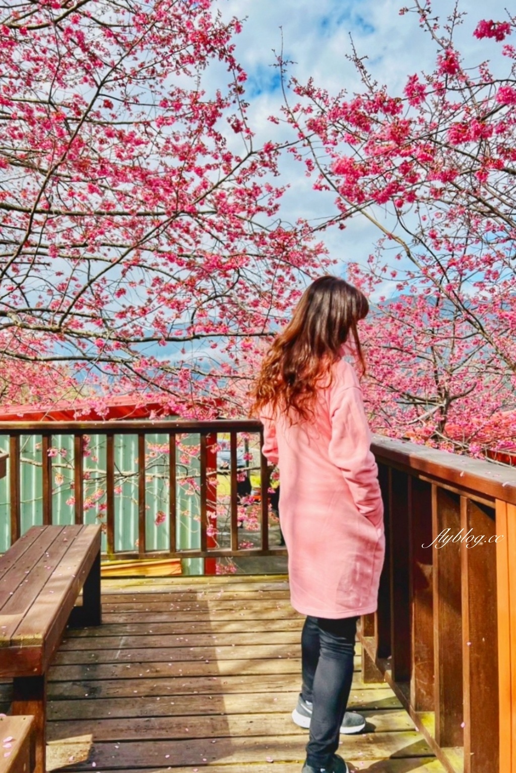 新竹尖石｜財伯觀光果園．櫻花季進入盛開期，新竹尖石免費賞櫻景點，前往司馬庫斯必經之路 @飛天璇的口袋