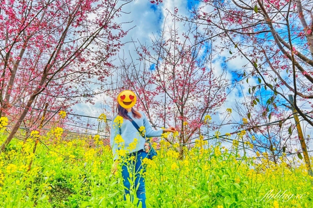 新竹尖石｜財伯觀光果園．櫻花季進入盛開期，新竹尖石免費賞櫻景點，前往司馬庫斯必經之路 @飛天璇的口袋