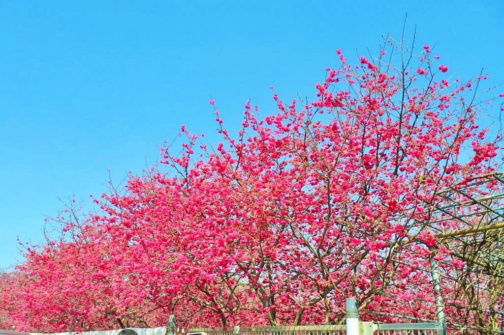台中新社｜新社櫻花秘境．2025興社街櫻花最新花況，門票100元入園抵消費 @飛天璇的口袋
