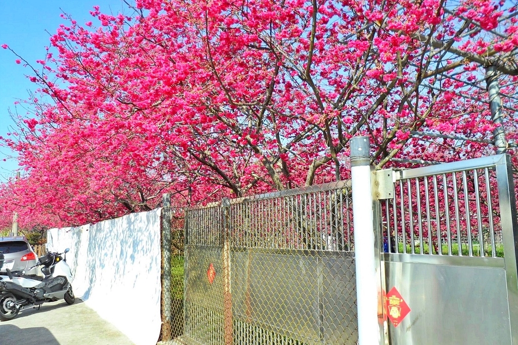 台中新社｜新社櫻花秘境．2025興社街櫻花最新花況，門票100元入園抵消費 @飛天璇的口袋