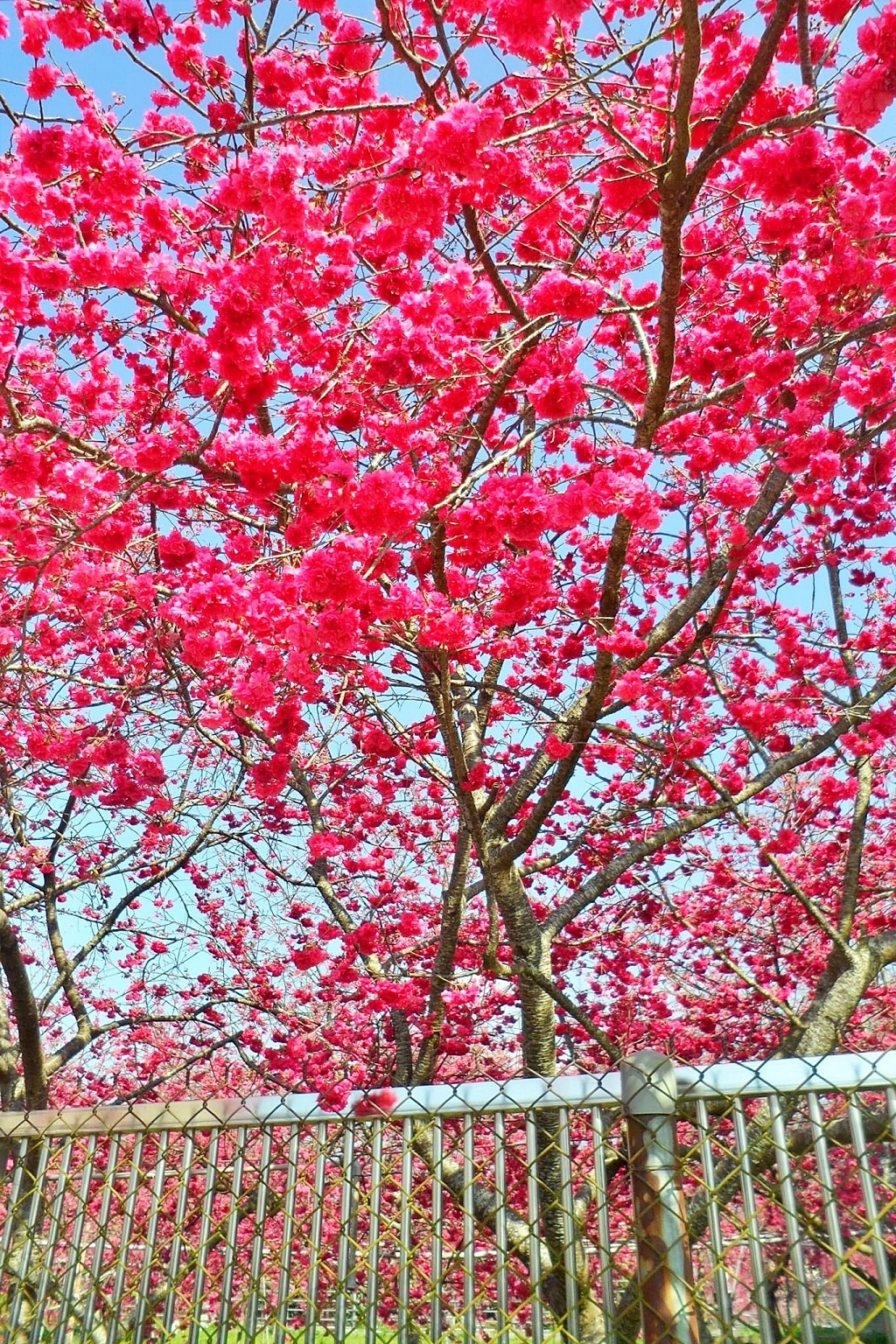 台中新社｜新社櫻花秘境．2025興社街櫻花最新花況，門票100元入園抵消費 @飛天璇的口袋