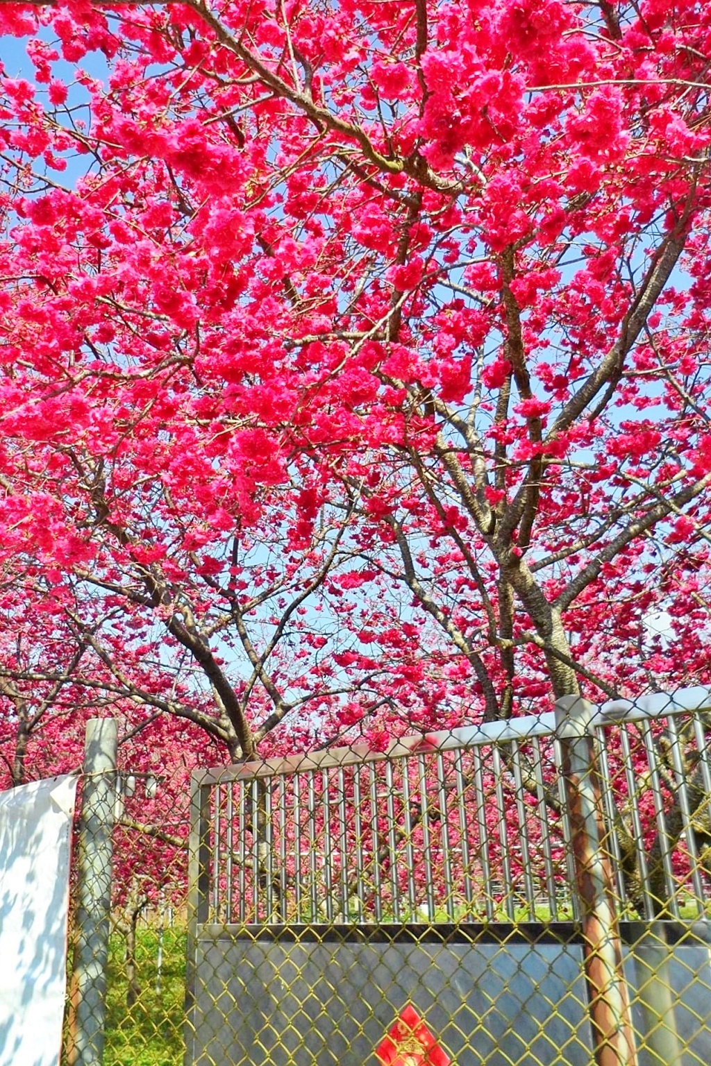 台中新社｜新社櫻花秘境．2025興社街櫻花最新花況，門票100元入園抵消費 @飛天璇的口袋