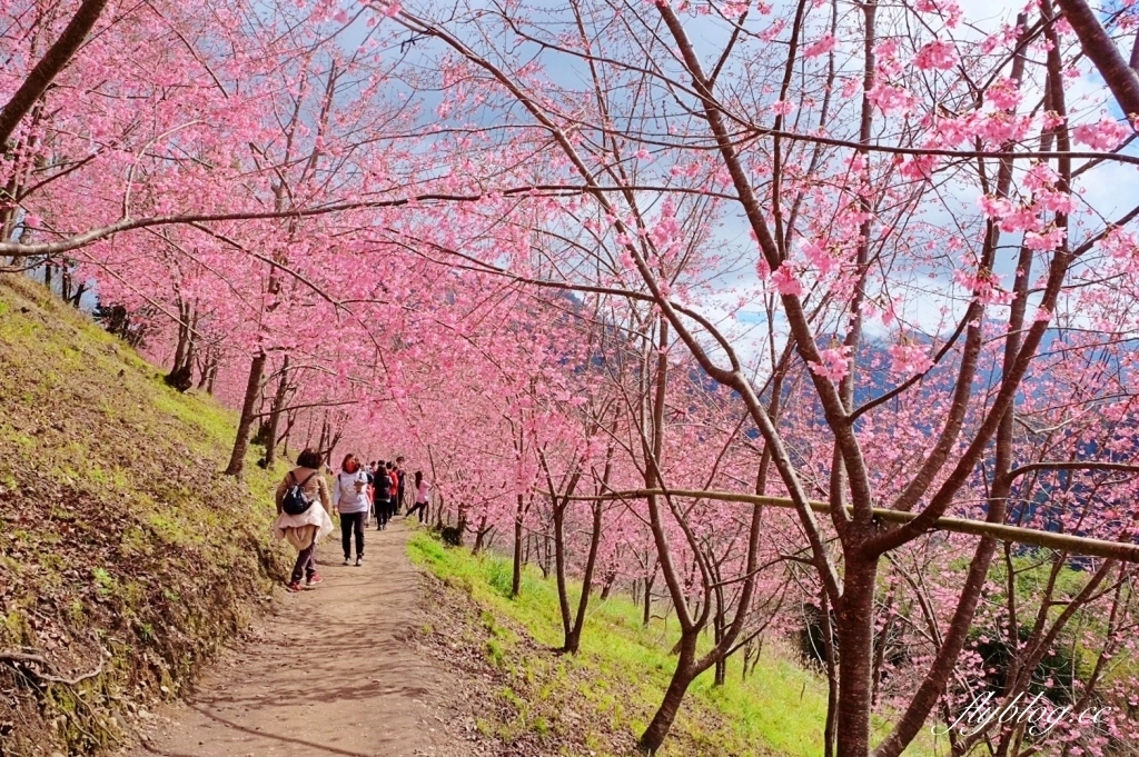 新竹尖石｜2025司馬庫斯櫻花季開跑了，上帝的部落泰雅族賞櫻秘境 @飛天璇的口袋