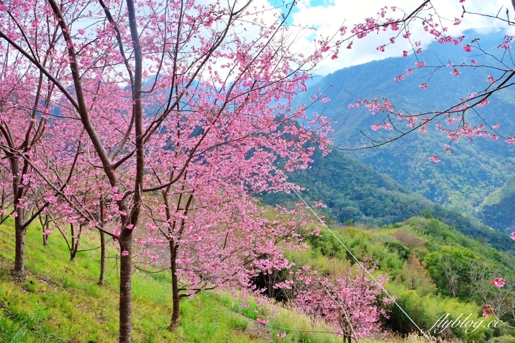 新竹尖石｜2025司馬庫斯櫻花季開跑了，上帝的部落泰雅族賞櫻秘境 @飛天璇的口袋