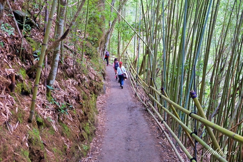 新竹尖石｜2025司馬庫斯櫻花季開跑了，上帝的部落泰雅族賞櫻秘境 @飛天璇的口袋