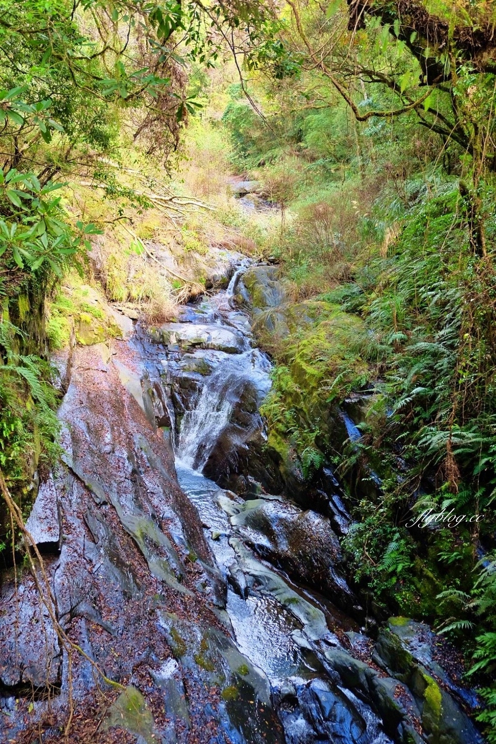 新竹尖石｜2025司馬庫斯櫻花季開跑了，上帝的部落泰雅族賞櫻秘境 @飛天璇的口袋