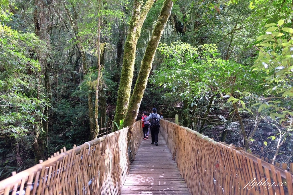 新竹尖石｜2025司馬庫斯櫻花季開跑了，上帝的部落泰雅族賞櫻秘境 @飛天璇的口袋