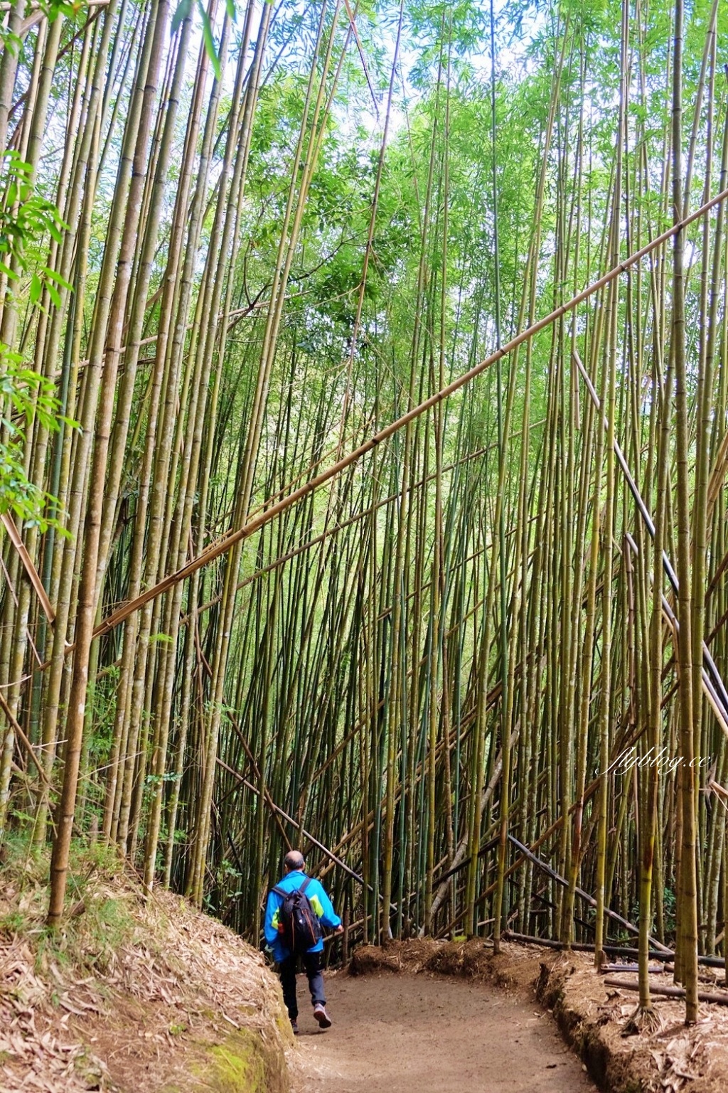 新竹尖石｜2025司馬庫斯櫻花季開跑了，上帝的部落泰雅族賞櫻秘境 @飛天璇的口袋