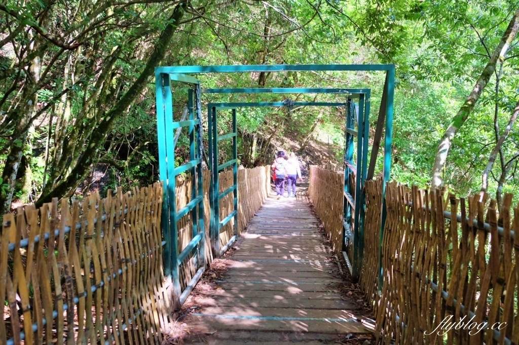 新竹尖石｜2025司馬庫斯櫻花季開跑了，上帝的部落泰雅族賞櫻秘境 @飛天璇的口袋