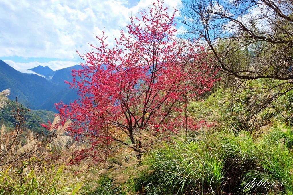 新竹尖石｜2025司馬庫斯櫻花季開跑了，上帝的部落泰雅族賞櫻秘境 @飛天璇的口袋