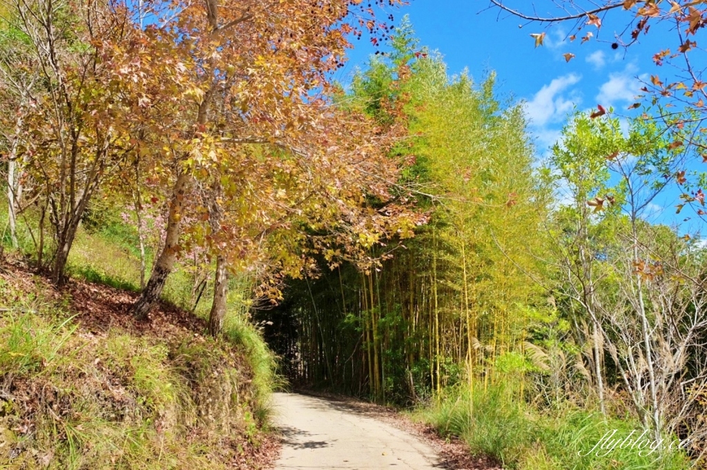 新竹尖石｜2025司馬庫斯櫻花季開跑了，上帝的部落泰雅族賞櫻秘境 @飛天璇的口袋