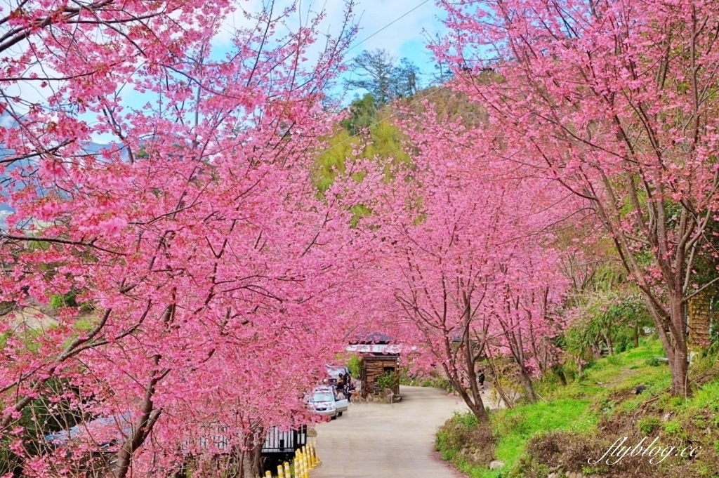 新竹尖石｜2025司馬庫斯櫻花季開跑了，上帝的部落泰雅族賞櫻秘境 @飛天璇的口袋