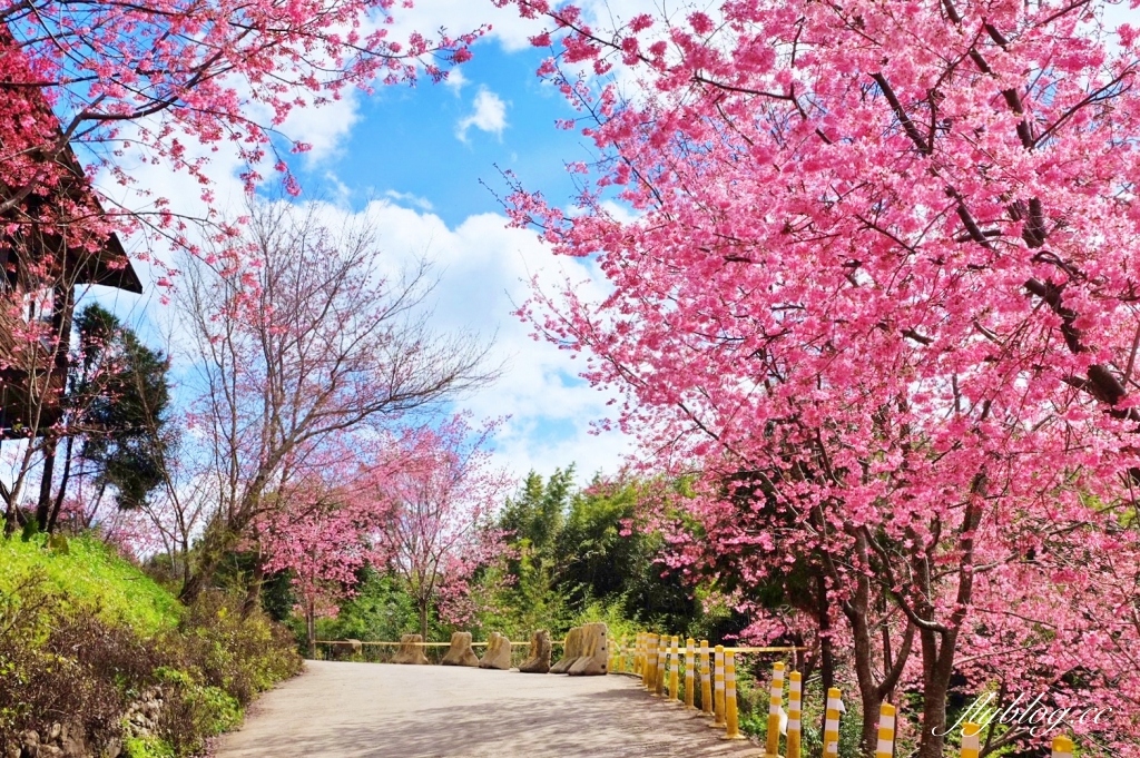 新竹尖石｜2025司馬庫斯櫻花季開跑了，上帝的部落泰雅族賞櫻秘境 @飛天璇的口袋