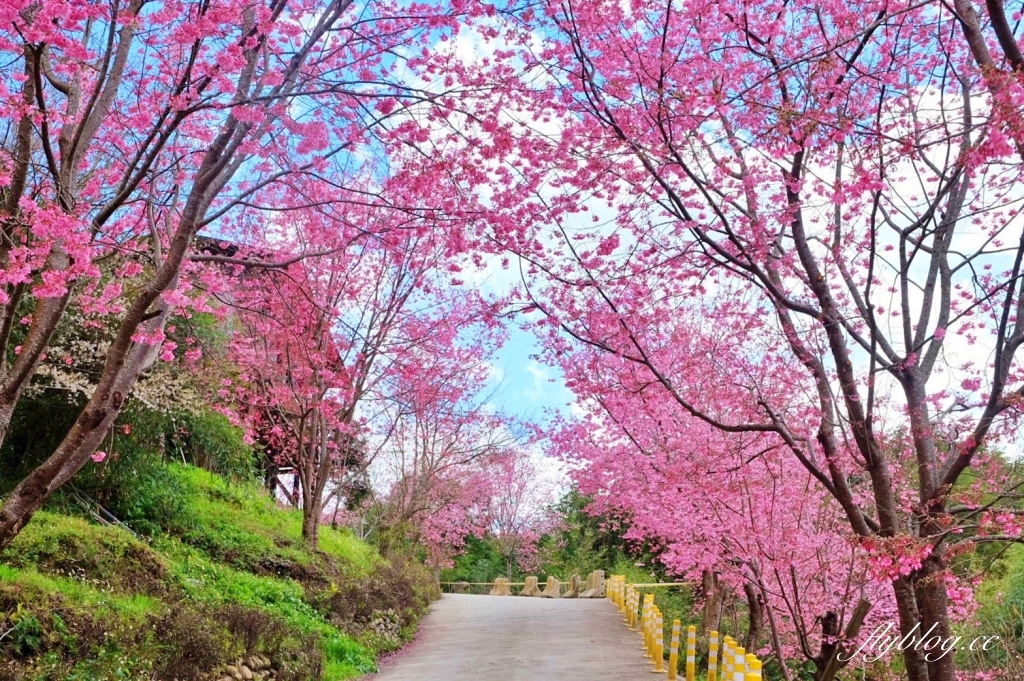 新竹尖石｜2025司馬庫斯櫻花季開跑了，上帝的部落泰雅族賞櫻秘境 @飛天璇的口袋