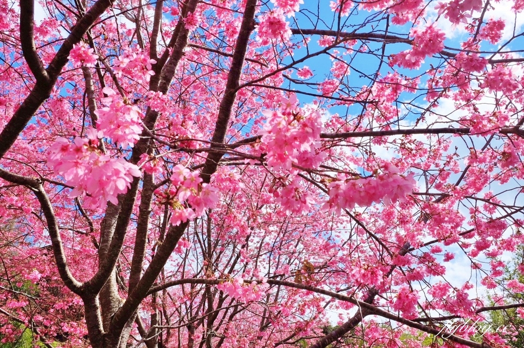 新竹尖石｜2025司馬庫斯櫻花季開跑了，上帝的部落泰雅族賞櫻秘境 @飛天璇的口袋