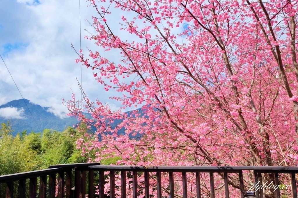 新竹尖石｜2025司馬庫斯櫻花季開跑了，上帝的部落泰雅族賞櫻秘境 @飛天璇的口袋