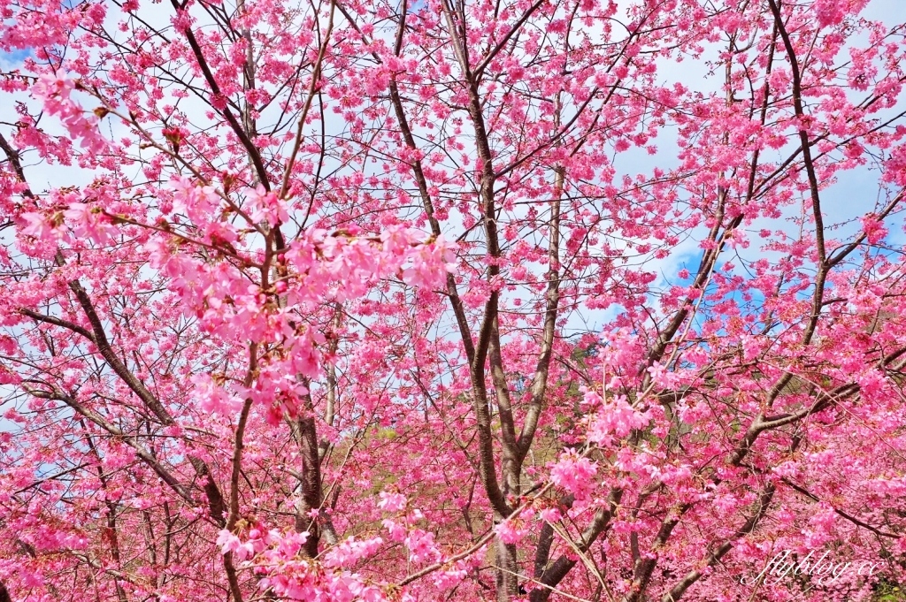 新竹尖石｜2025司馬庫斯櫻花季開跑了，上帝的部落泰雅族賞櫻秘境 @飛天璇的口袋