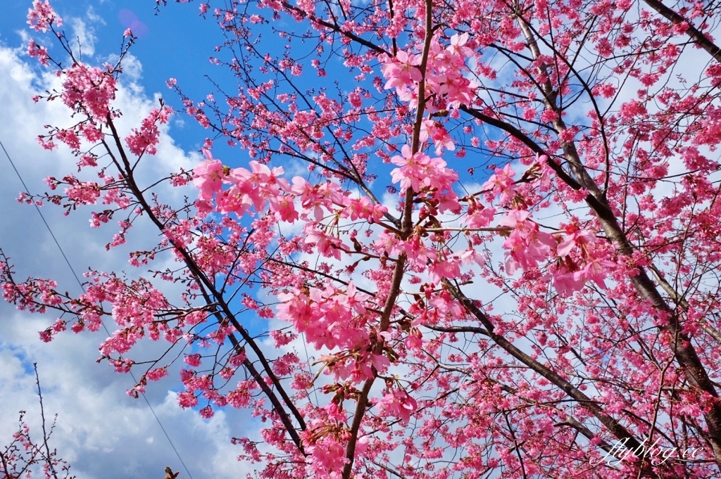 新竹尖石｜2025司馬庫斯櫻花季開跑了，上帝的部落泰雅族賞櫻秘境 @飛天璇的口袋