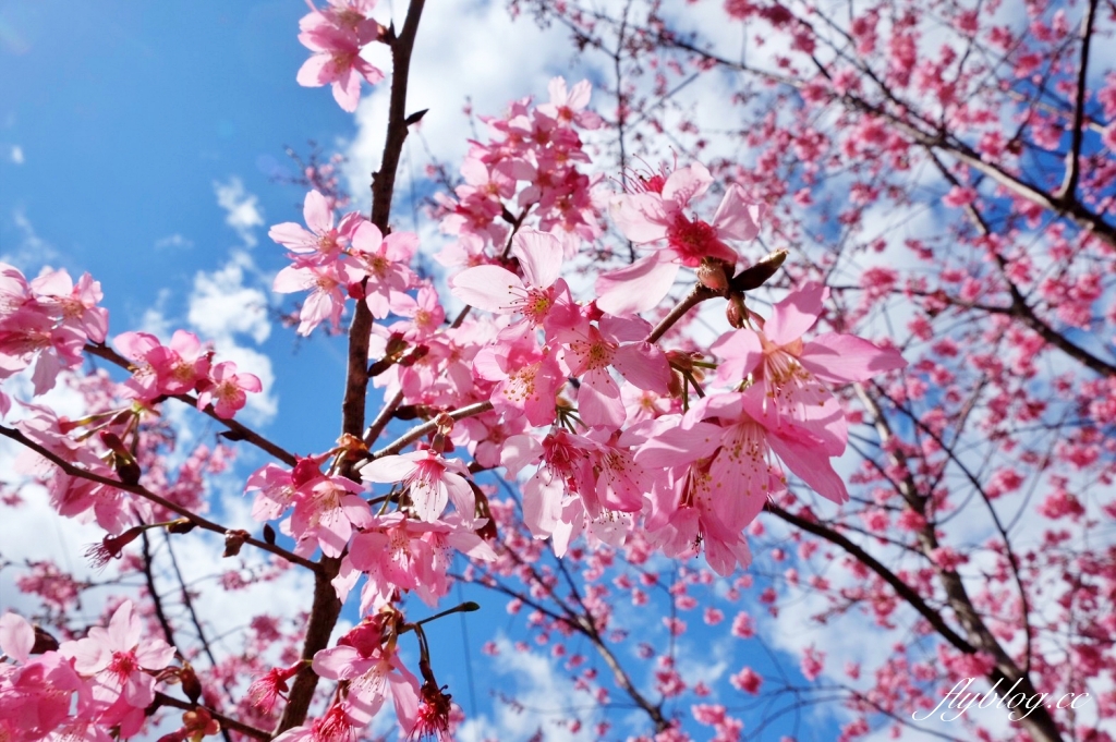 新竹尖石｜2025司馬庫斯櫻花季開跑了，上帝的部落泰雅族賞櫻秘境 @飛天璇的口袋