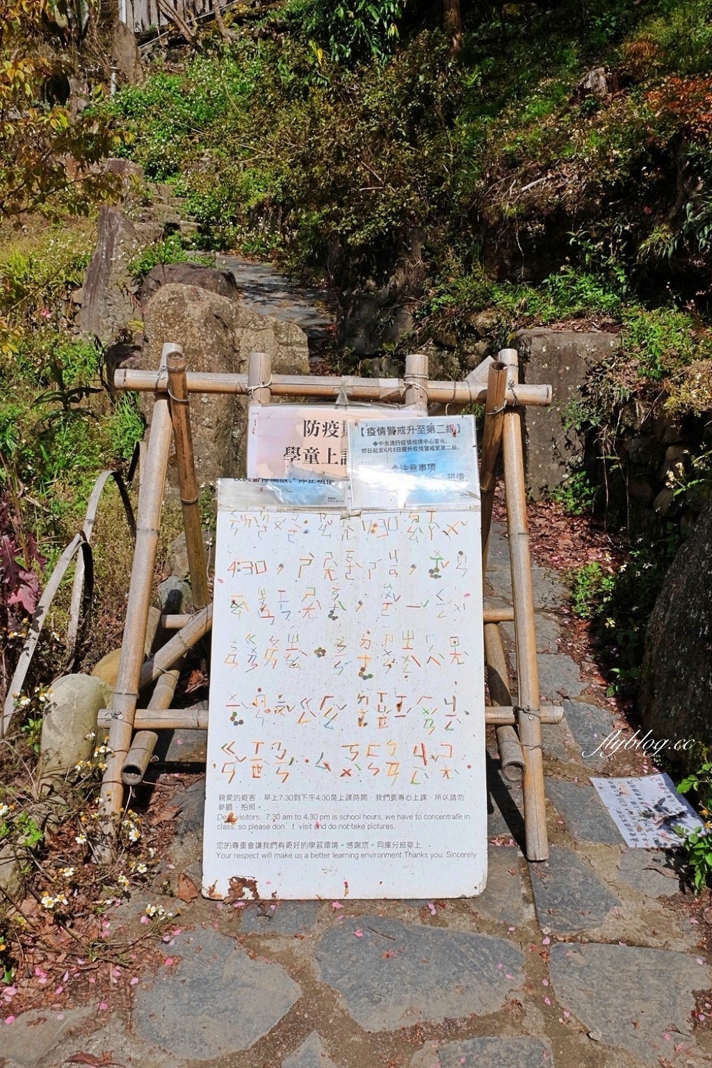 新竹尖石｜2025司馬庫斯櫻花季開跑了，上帝的部落泰雅族賞櫻秘境 @飛天璇的口袋