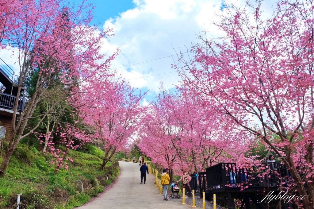 新竹尖石｜2025司馬庫斯櫻花季開跑了，上帝的部落泰雅族賞櫻秘境 @飛天璇的口袋