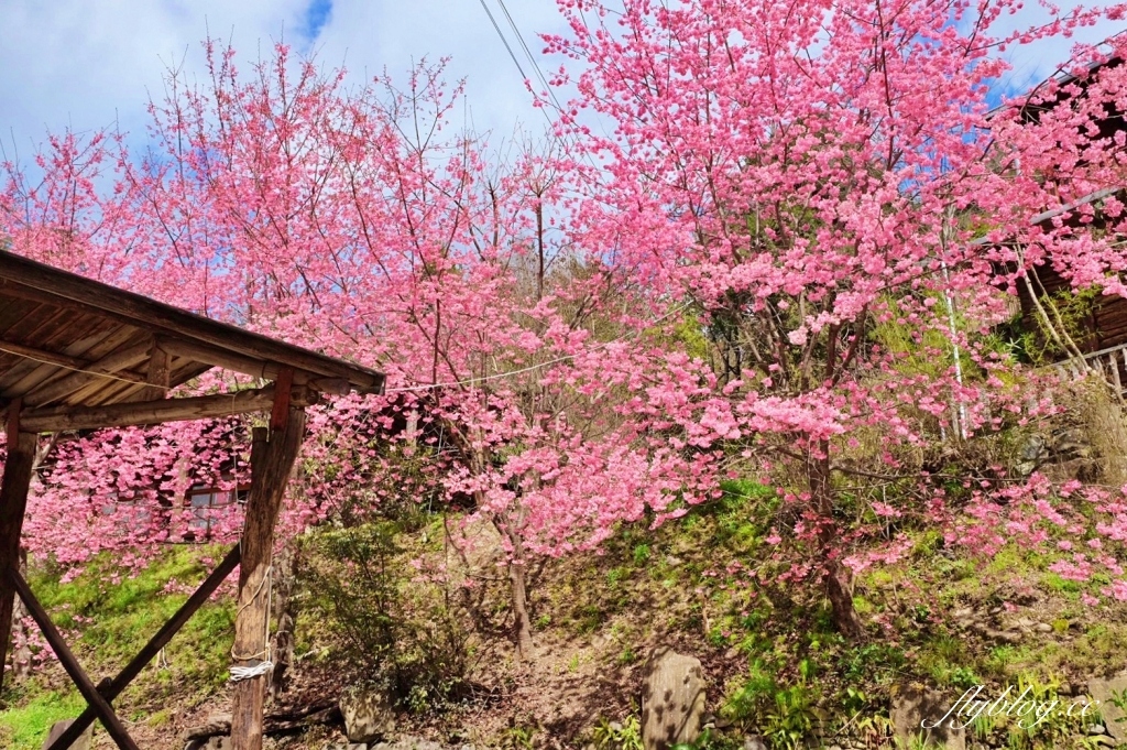 新竹尖石｜2025司馬庫斯櫻花季開跑了，上帝的部落泰雅族賞櫻秘境 @飛天璇的口袋