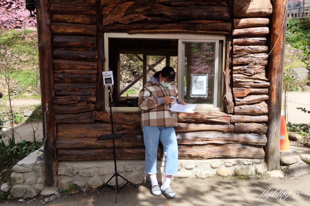 新竹尖石｜2025司馬庫斯櫻花季開跑了，上帝的部落泰雅族賞櫻秘境 @飛天璇的口袋