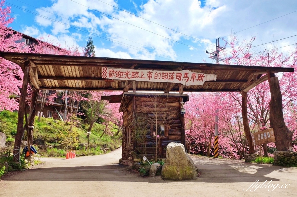 新竹尖石｜2025司馬庫斯櫻花季開跑了，上帝的部落泰雅族賞櫻秘境 @飛天璇的口袋