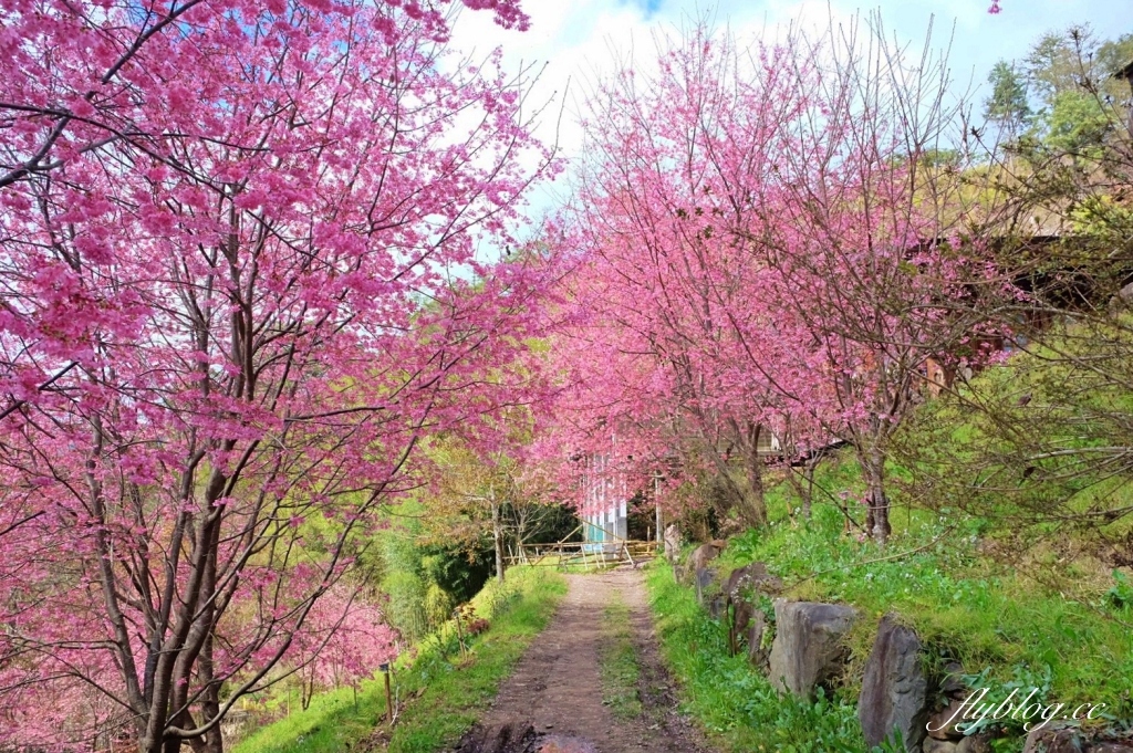 新竹尖石｜2025司馬庫斯櫻花季開跑了，上帝的部落泰雅族賞櫻秘境 @飛天璇的口袋