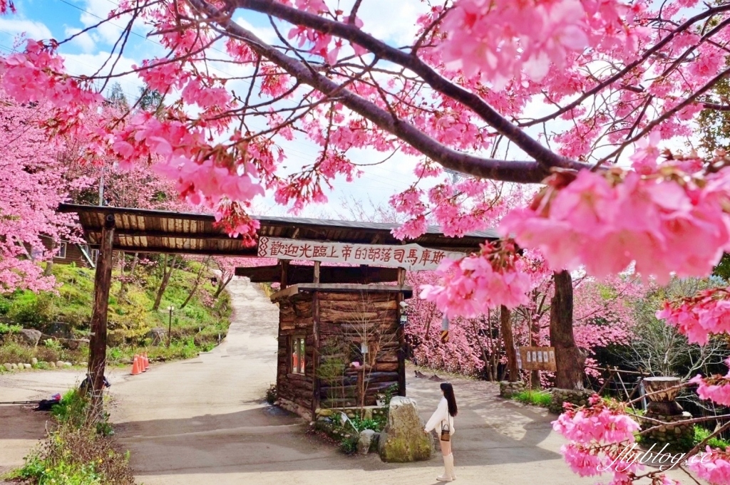 新竹尖石｜2025司馬庫斯櫻花季開跑了，上帝的部落泰雅族賞櫻秘境 @飛天璇的口袋